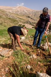 Al-Arz;Iris;Iris-Cedreti;Kaleidos;Kaleidos-images;Lebanon;Middle-East;Near-East;Tarek-Charara;Youssef-Tawk;Flowers;Endemic;Endemic-species;Critically-endangered;Critically-endangered-species
